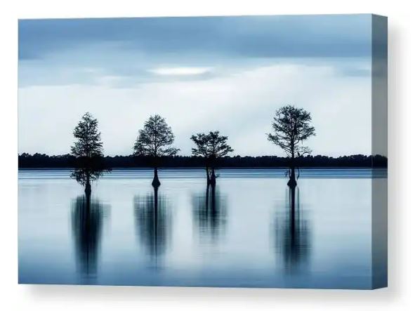 Several trees stand in a calm expanse of water under a soft-lit sky, creating tranquil reflections. . johnkirkland.pixels.com/featured/cypre… . #art #cypresstrees #trees #lake #lakelife #canvasart #southcarolina #lakemoultrie #silhouette #bestofthepalmettostate