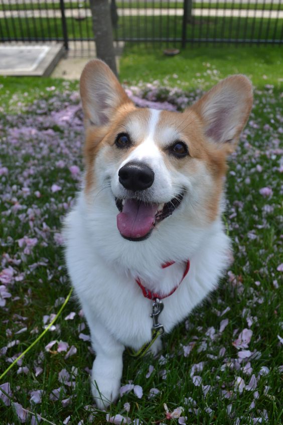 corgiloverus's tweet photo. Corgis steal hearts EVERY time! https://t.co/eU3efg3Zo7