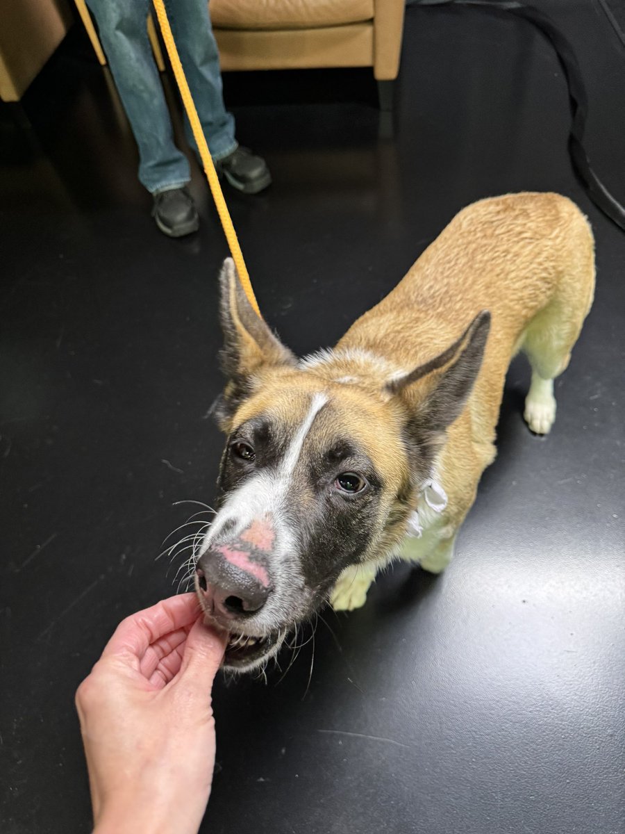 Amber Lee (@amberleenews) on Twitter photo This beautiful girl is up for adoption at <a href="/VCAnimalService/">VC Animal Services</a>. Her name is Lace and she is 2 years old and has been at the shelter since Feb. Look at her beautiful face marking. She’s like a raccoon/dog! Watch <a href="/kcalnews/">KCAL News</a> The Wrap for more info <a href="/KalynaAstrinos/">Kalyna Astrinos</a> This beautiful girl is up for adoption at <a href="/VCAnimalService/">VC Animal Services</a>. Her name is Lace and she is 2 years old and has been at the shelter since Feb. Look at her beautiful face marking. She’s like a raccoon/dog! Watch <a href="/kcalnews/">KCAL News</a> The Wrap for more info <a href="/KalynaAstrinos/">Kalyna Astrinos</a>