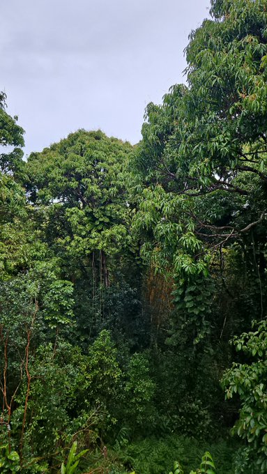 Coming out of the jungle refreshed and ready to recieve your adoration. Even a goddess needs a break