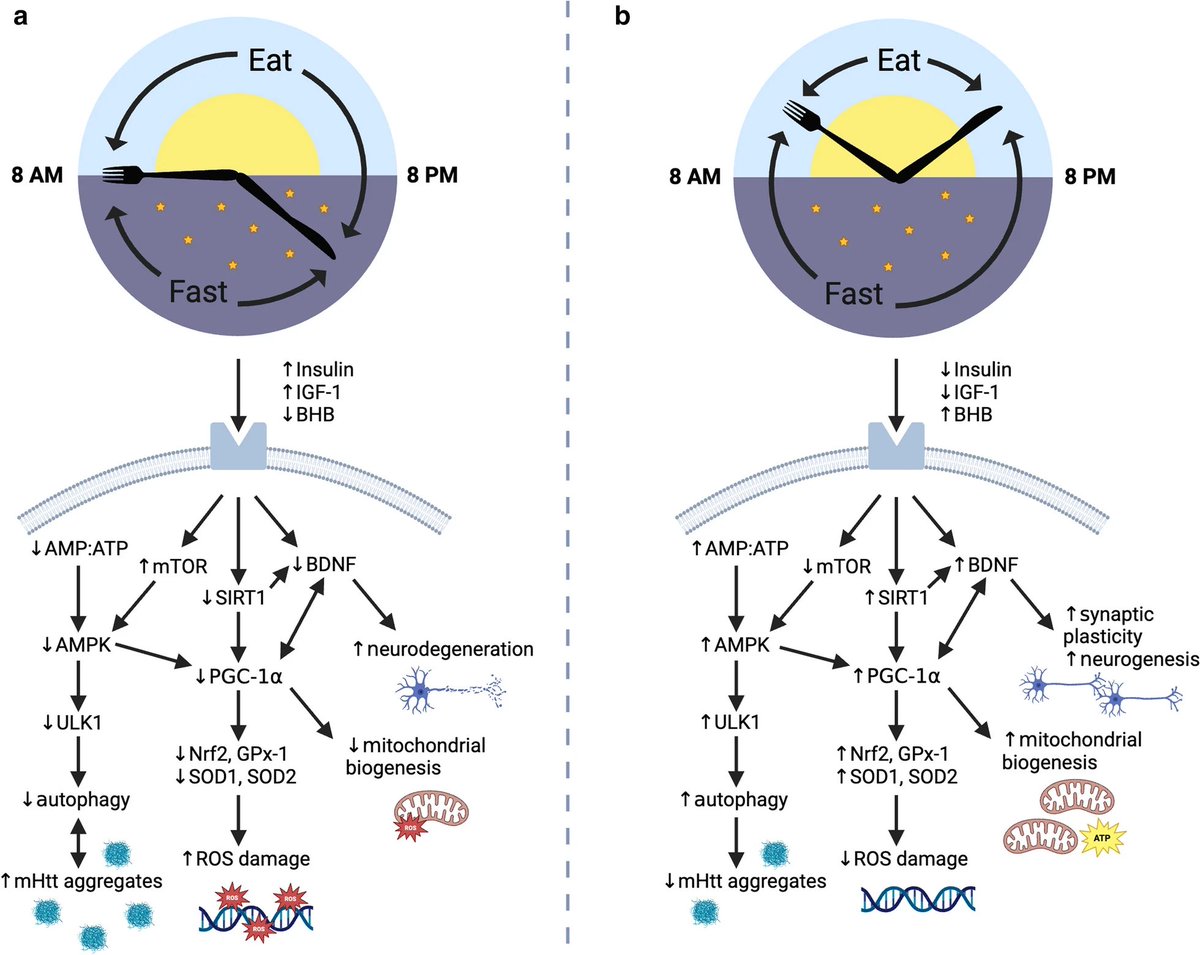 🆕 Dietary #fasting and time-restricted eating in #Huntington’s disease: therapeutic potential and underlying mechanisms 👇 …alneurodegeneration.biomedcentral.com/articles/10.11… @HealthyFellow