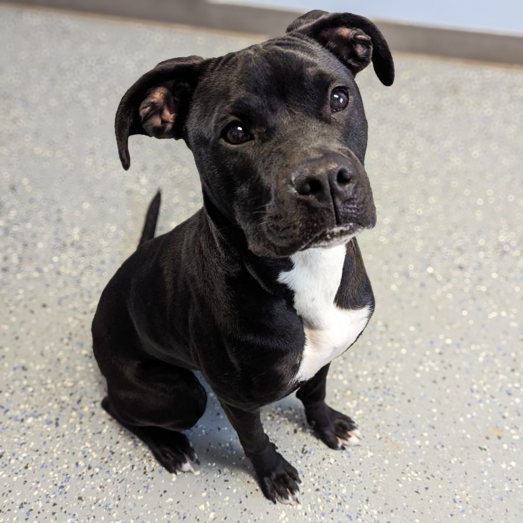 GvlAnimalCare's tweet photo. Today’s #TeamFavoriteTuesday pick is Olive! https://t.co/f1KVHMl1bL