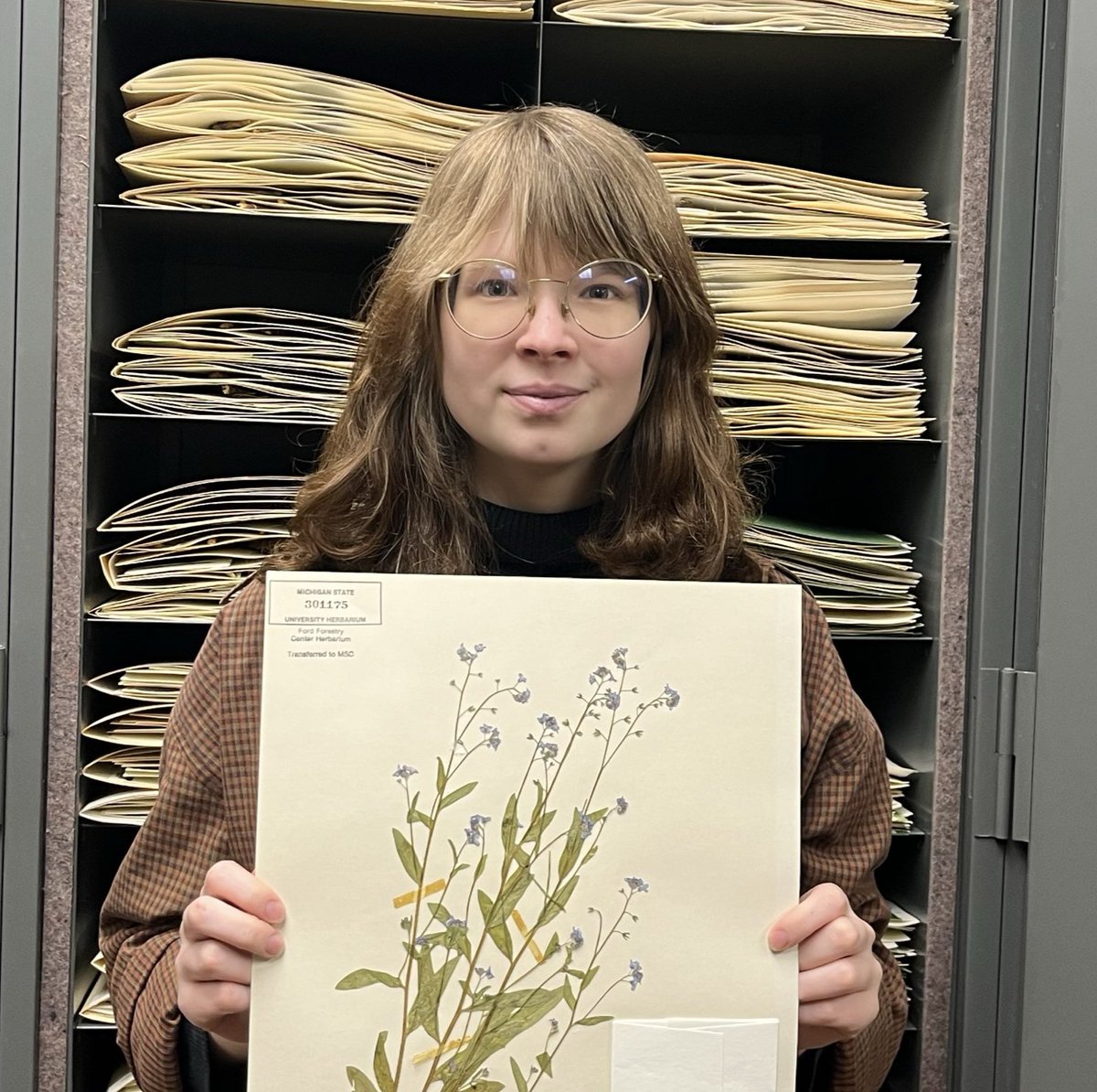 We are so excited to welcome our two new student interns, Mia Hahn and Christina King to the MSU Herbarium! Each of them pulled one of their favorite specimens from our collection, can you guess what species they are?