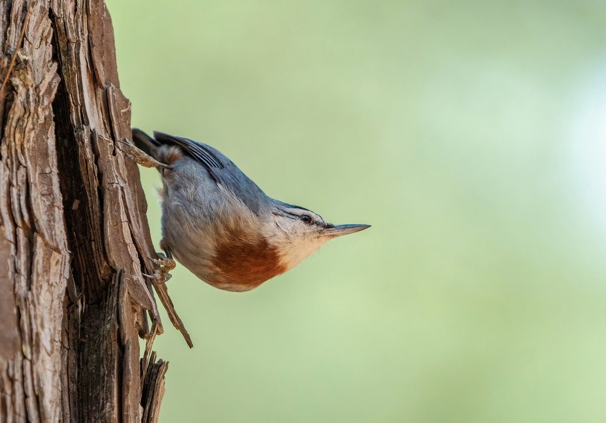 ANADOLU SIVACISI

Krüper’s Nuthatch 

#trakus #birding_photography #birdingantalya #birdsofinstagram #nut_about_birds #kuş #bird #birdsonearth #1x  #krüpersnuthatch #nuthatch