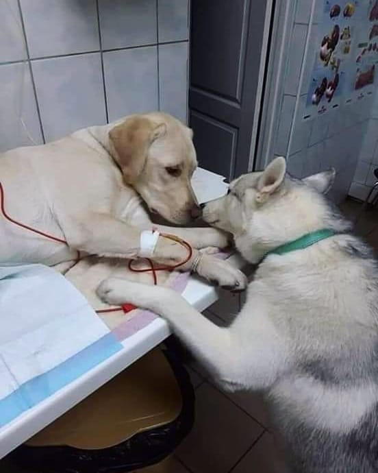 Dalbodog's tweet photo. The picture speaks for itself, Unconditional love. https://t.co/FV7LosXGLj