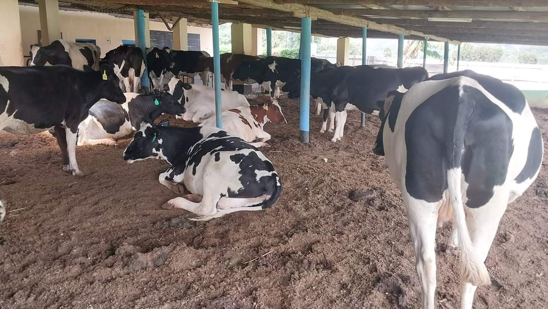 Imagine own such in your farm You must be a happy farmer Usingizi inakuna vizuri Unaamka asubui unaenda kwa boma Young farmers like me This is the best for retirement