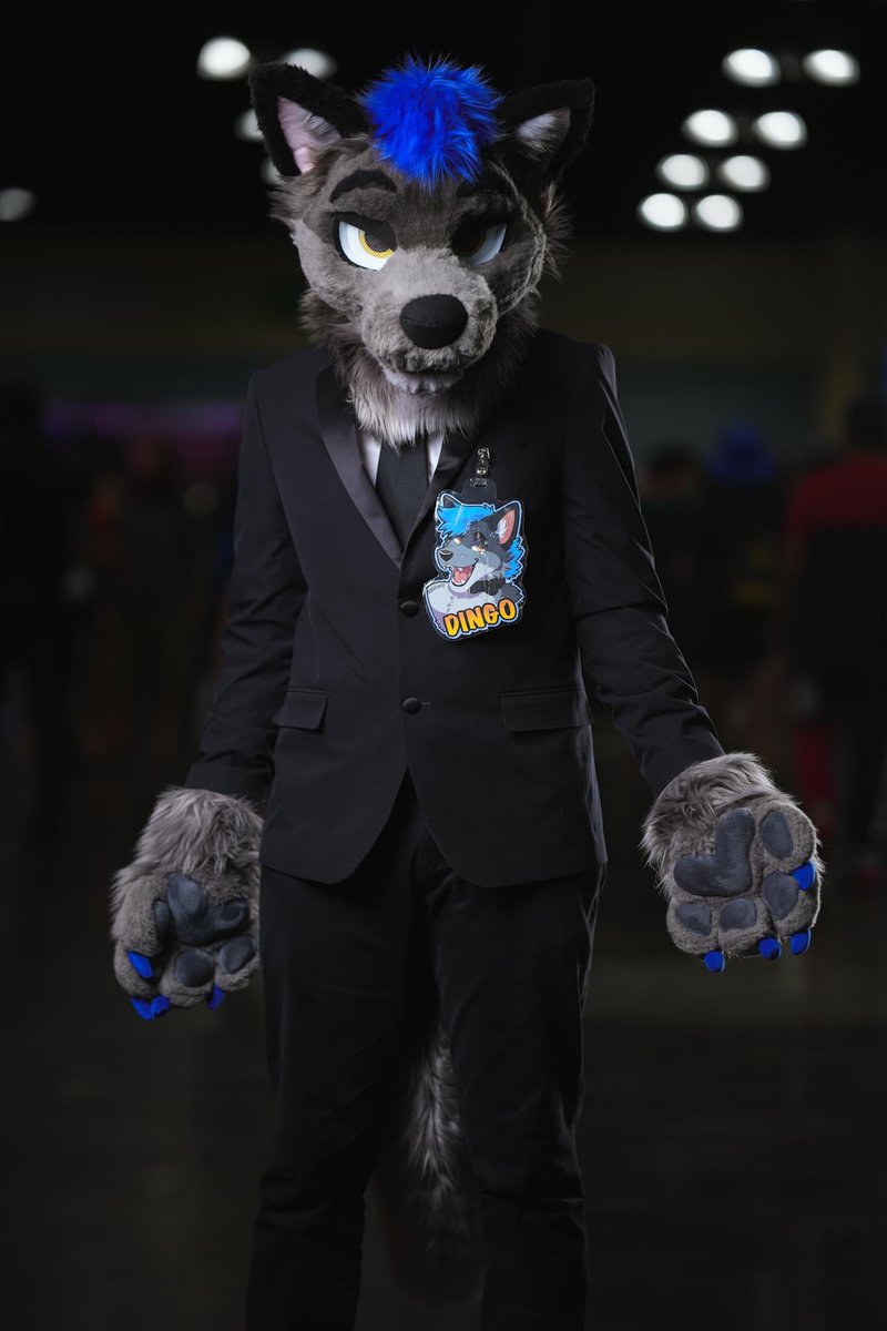 Dingo 🔜 TFF tweet media