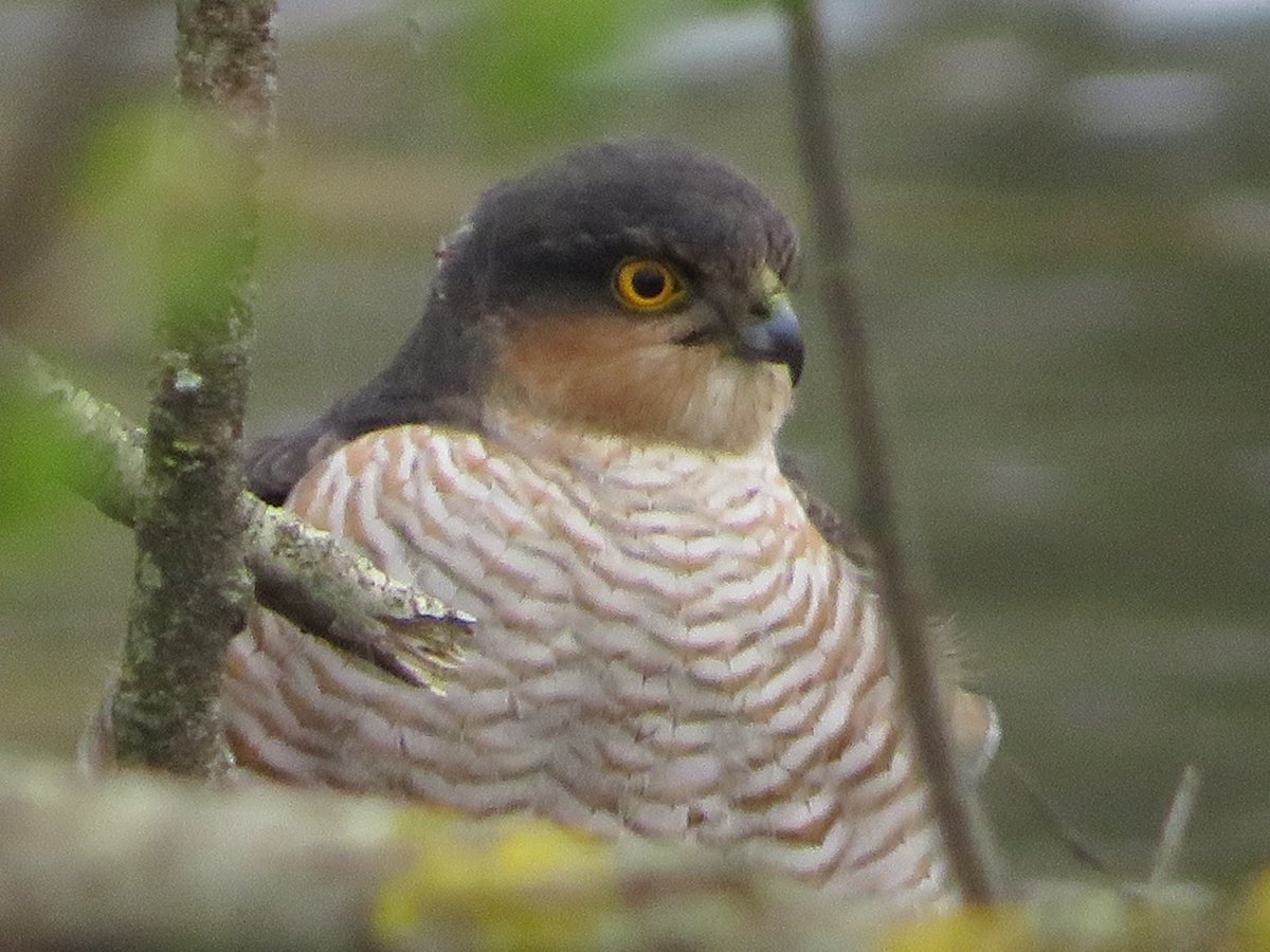 Frampton pools 22 White Fronted Geese heading back towards slimbridge 6-45am 2 Sparrowhawk 1 Willow Warbler 30 Sand Martin 2 Swallow adult Yellow Legged Gull pair Gadwall 44 Tufted Duck 2 Oystercatcher 52 Barnacle 16 Greylag 6 Canada 1 Ross’s Goose #GlosBirds