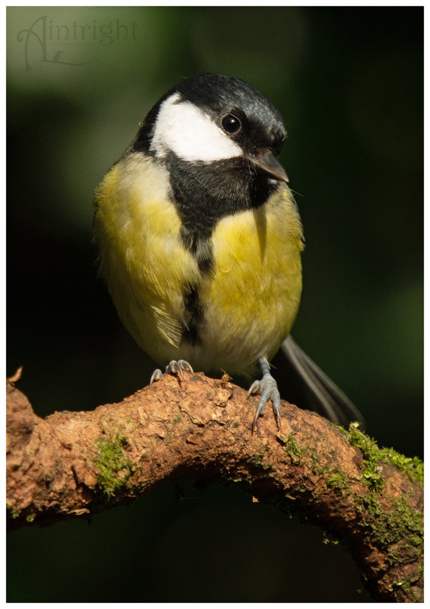 Greta the Great Tit. #TwitterNatureCommunity #birdphotography #birds @Natures_Voice