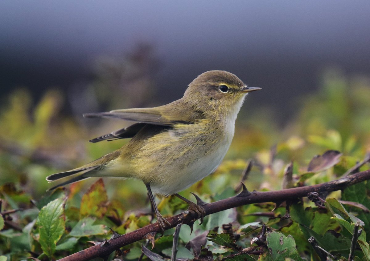 If you managed to get outdoors & enjoy a bit of nature over the long weekend we'd love to see your photos 👇 We've been hearing lots of chiffchaffs on our walks lately 🎶 Elizabeth Dack 📷