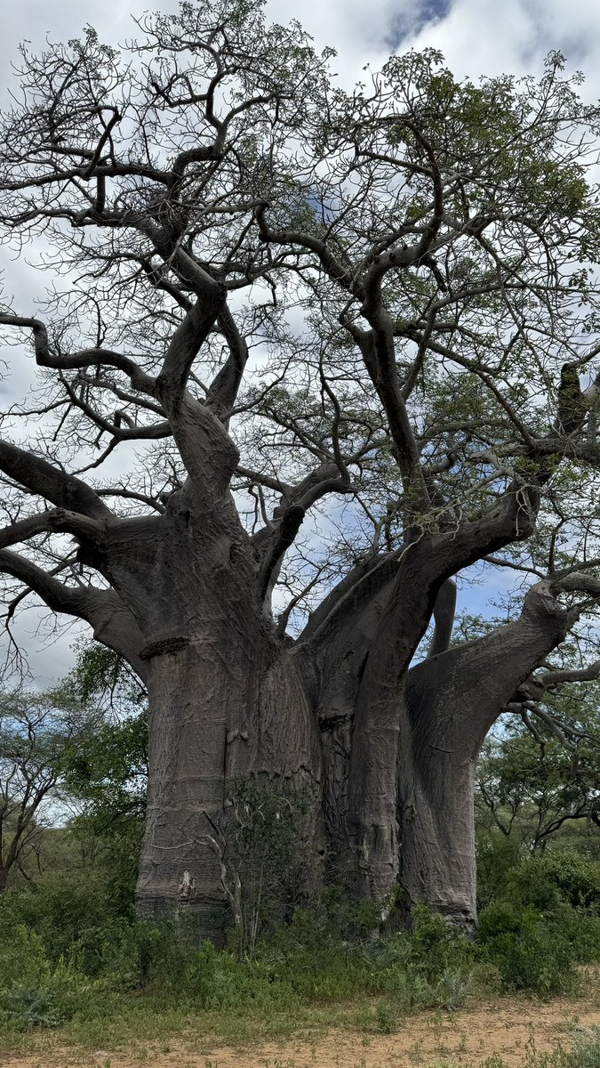lewis_chikara's tweet photo. The baobabs of #SaveValleyConservancy. https://t.co/veLAAYmC51