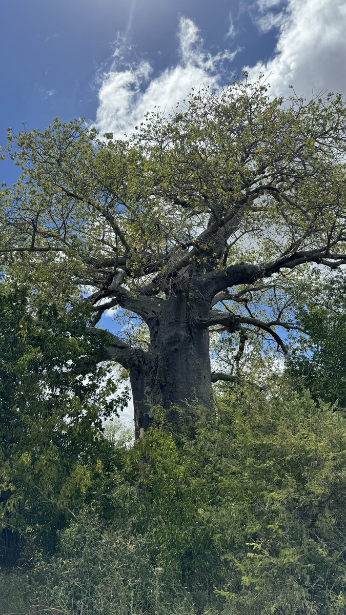 lewis_chikara's tweet photo. The baobabs of #SaveValleyConservancy. https://t.co/veLAAYmC51