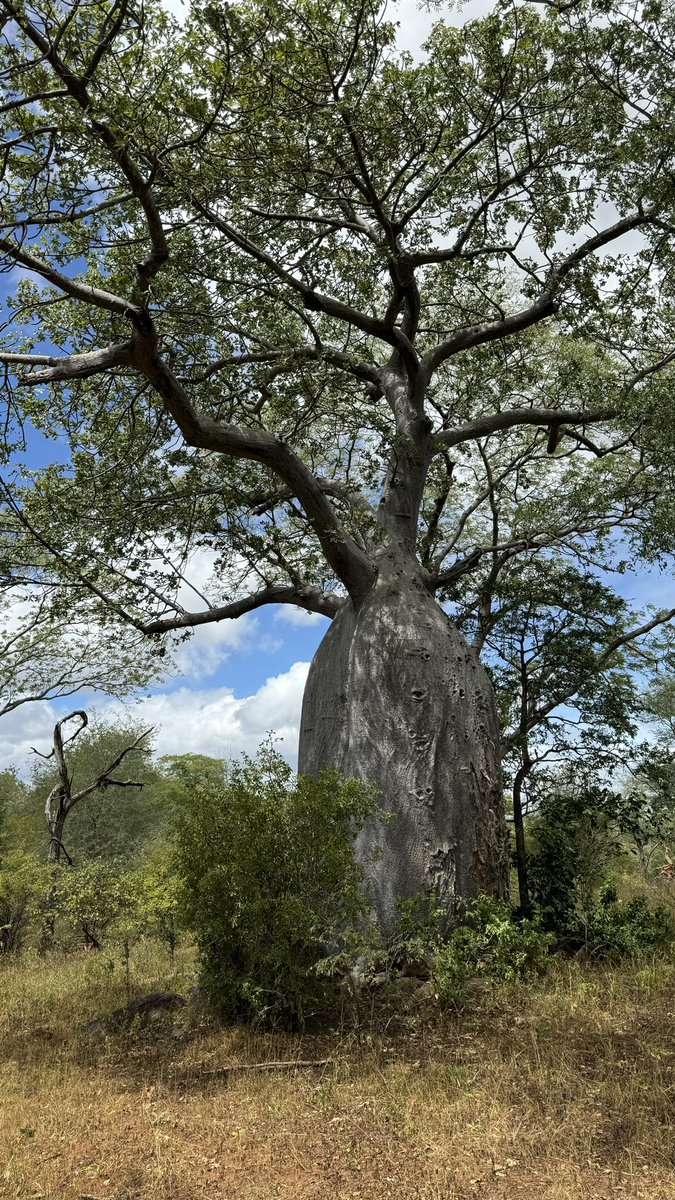 lewis_chikara's tweet photo. The baobabs of #SaveValleyConservancy. https://t.co/veLAAYmC51