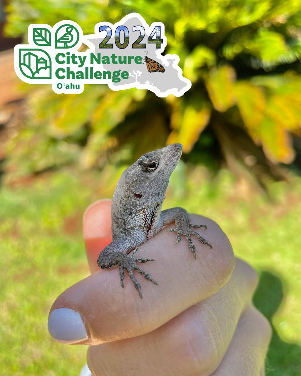 Oahu_CNC's tweet photo. Get ready to explore the natural wonders of our island home because the City Nature Challenge 2024 is coming to Oʻahu in just one month! Join Oʻahu as we compete against over 500 cities around the world to document as many species as we can. More info: https://t.co/f7bU2KLPcq. https://t.co/RLTdeG0VNC