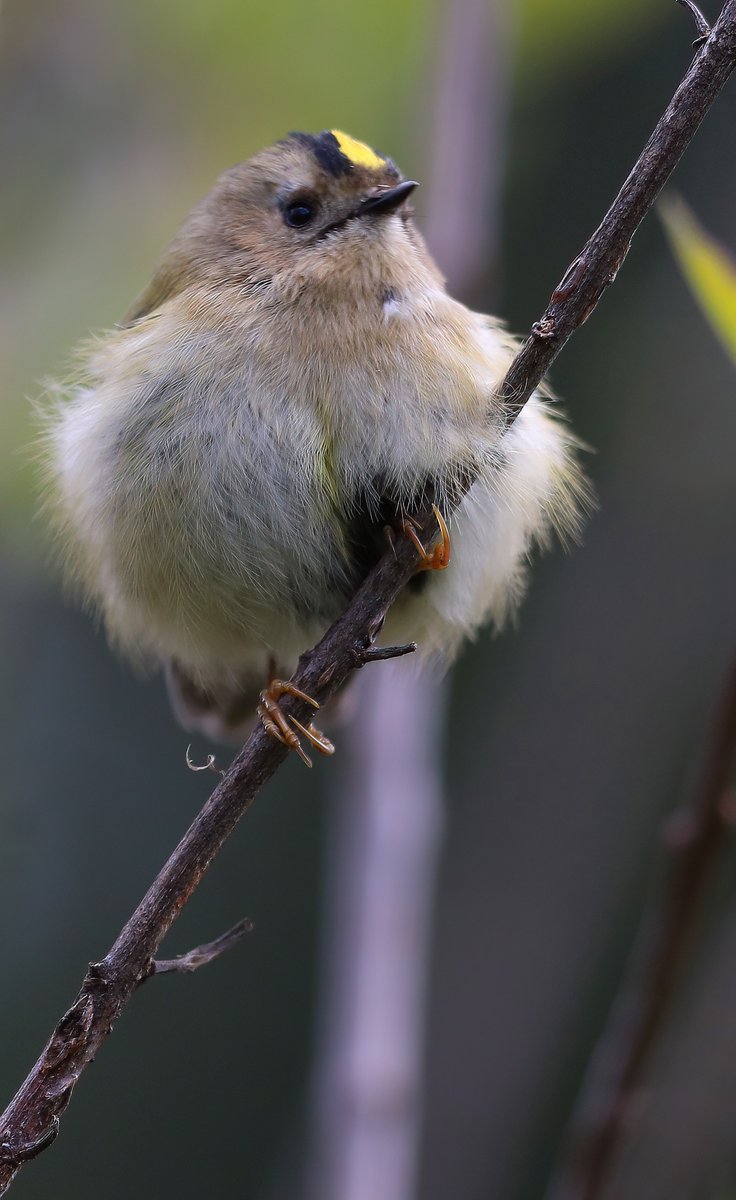 Good to see that the Goldcrest's have made a appearance again this year ...