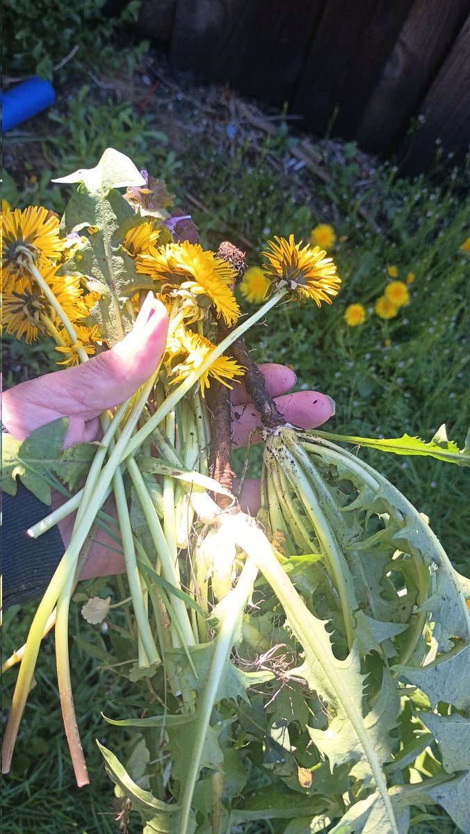 Beautiful 🌿🌱🌼 

Time to make some oils 
#Dandelions  #plantsoverpills