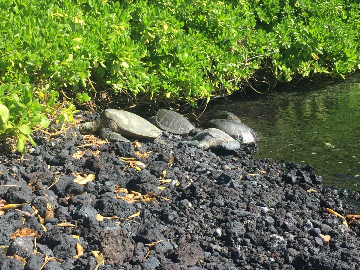 #CitSciMonth Volunteer Spotlight: Mary-Sue Atkinson reported the most Hawaiian green sea turtles sightings to Honu Count, a program which helps @NOAAFish_PIRO researchers track turtle migrations. noaa.gov/education/stor… #CitizenScience @CitSciMonth #MillionActsofScience @NOAA