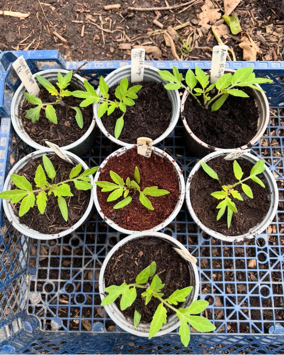 📸 PHOTO OF THE DAY - KG contributor @stephaniehafferty embracing 'peat free April' when potting these tomato plants 😍 #kitchengarden #growing #growyourown #gardening #plot #allotment #growyourownfood #allotmentsuk #homegrown #garden #gardenlove #gardeninspiration