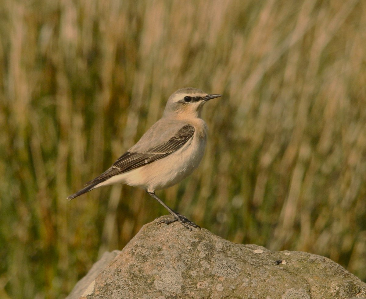 Spring had definitely sprung over Easter when i managed to see my first Wheatears, (albeit in ones & twos), either side of the Derbyshire/GM border near Ludworth Moor. This loud & proud male enjoyed posing on rocks & molehills in the occasional sunshine.