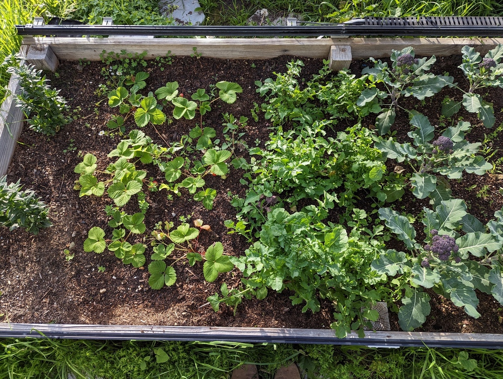 I spy strawberries, broccoli, arugula and some old school #FarmBot Genesis v1.2 tracks with black anodization! These tracks still look great after over 5 years of being outside. Learn more about our hardware at farm.bot/pages/hardware