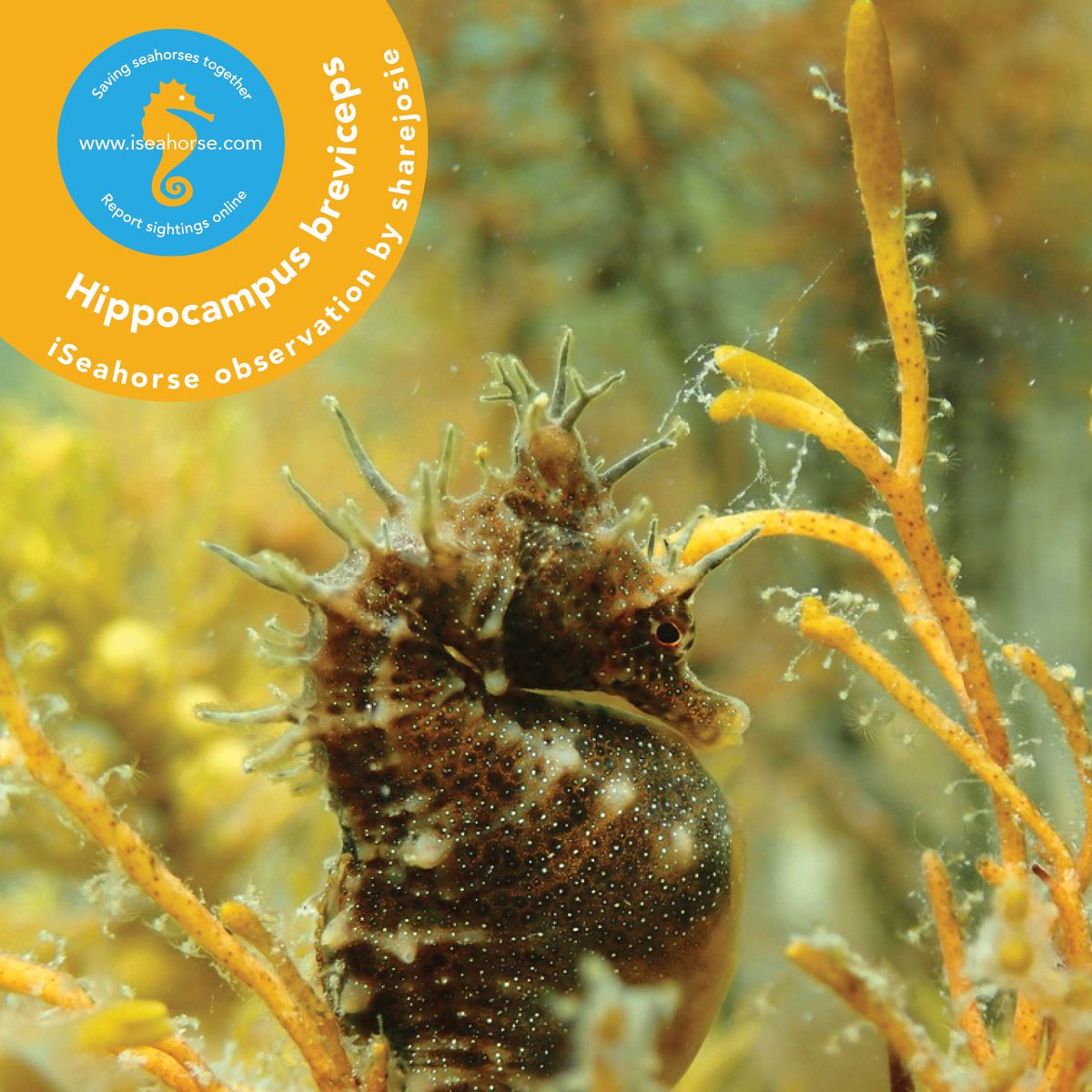 It's finally here! 🌟 Happy Citizen Science Month! 🌟

Celebrate with us all month long as we talk about everything #iSeahorse! To kick things off, we're starting with the basics... what exactly IS iSeahorse?! 🪸🧐

Stay tuned for more... all April long!

#CitSciMonth #CitSciTC