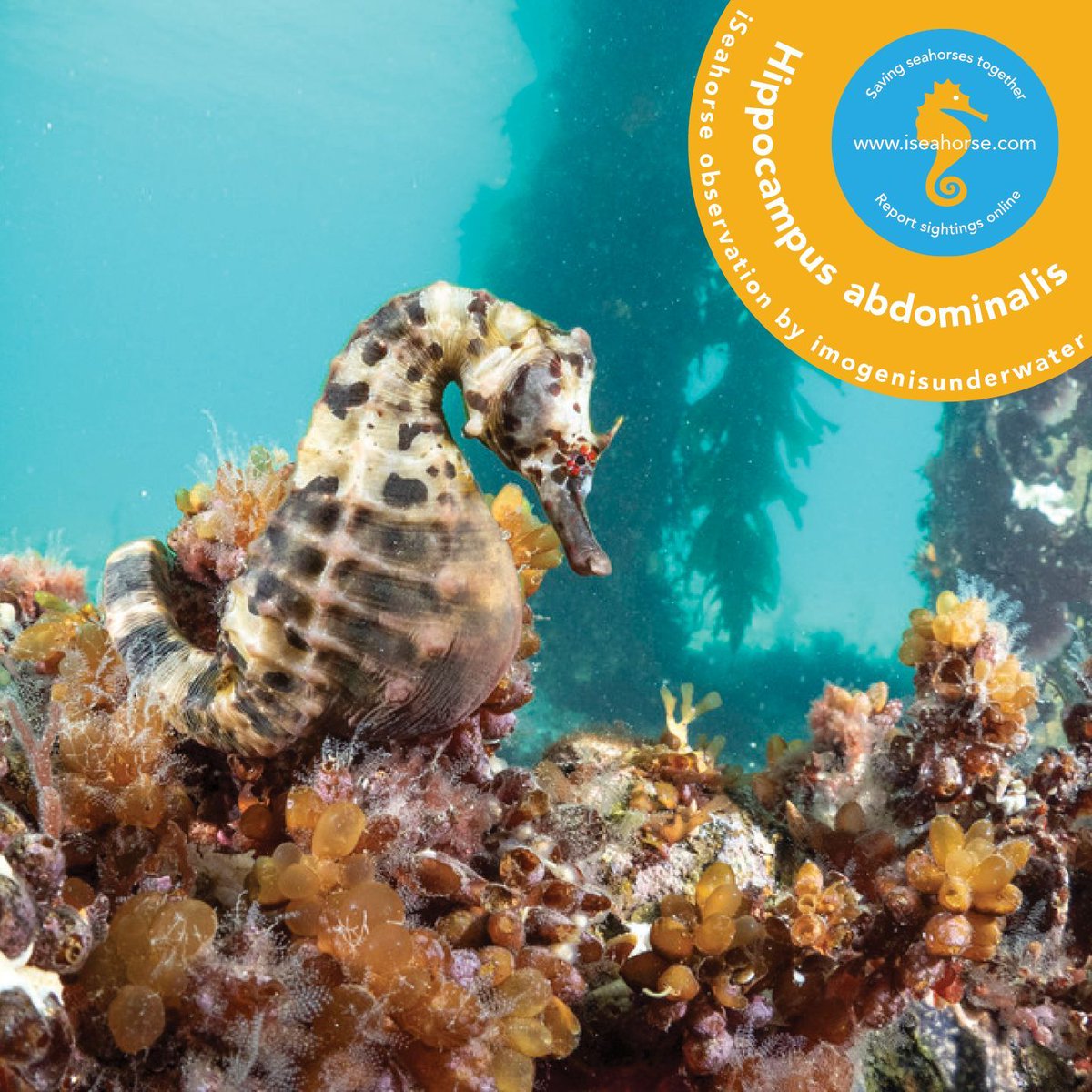 Project Seahorse (@projectseahorse.bsky.social) tweet media