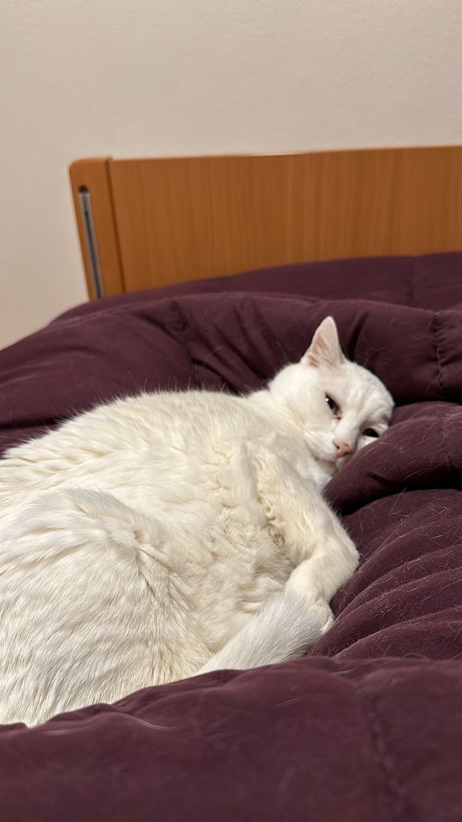 VentjeJoris's tweet image. Lekkurrr legguh #Joris😻