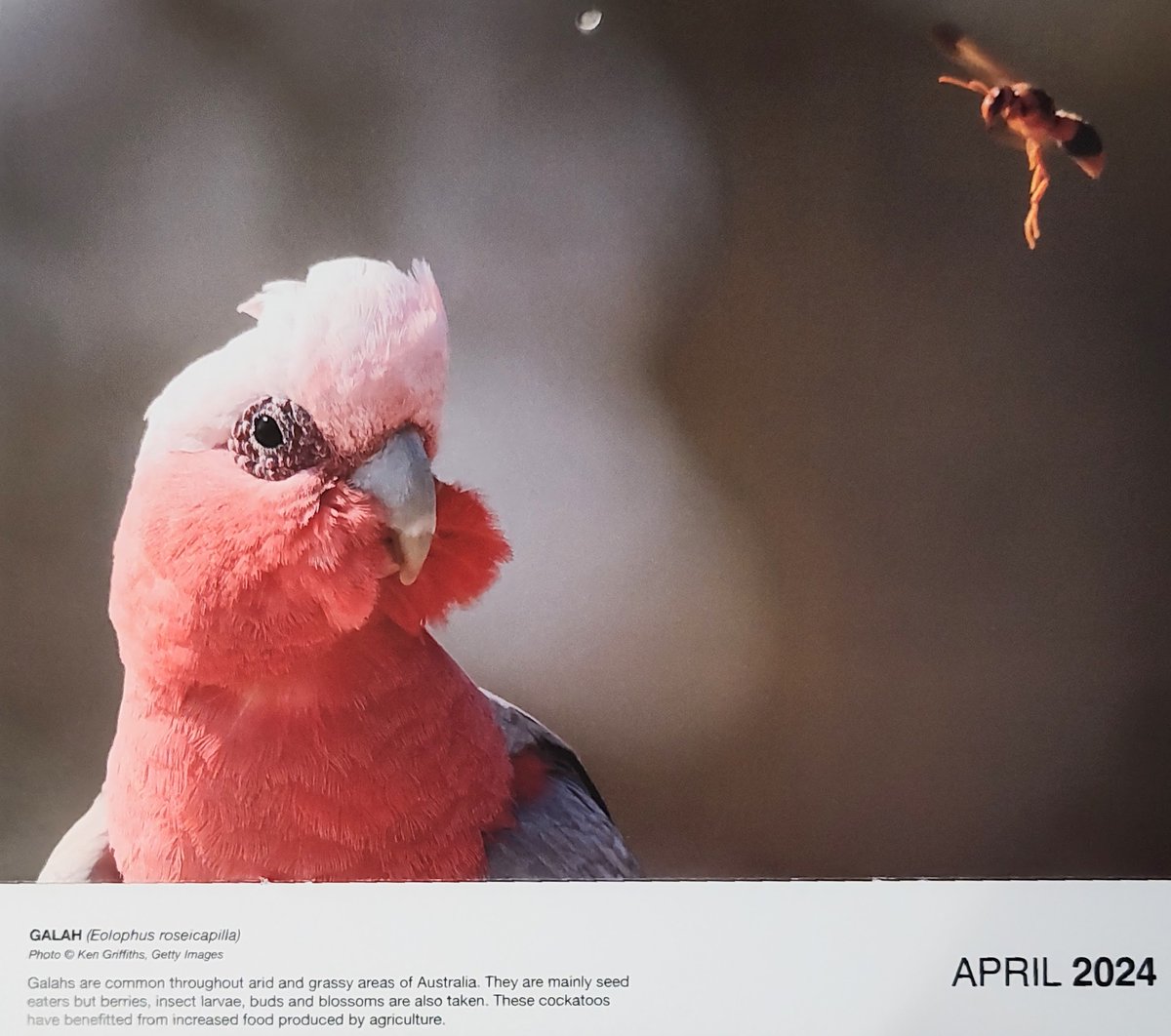 Next up for the April #ParrotCalendarOfTheMonth is another gorgeous galah from the World Parrot Trust photo calendar by Ken Griffiths. It must be galah month (not that I'm objecting)! 
@desi_milpacher
@ParrotTrust