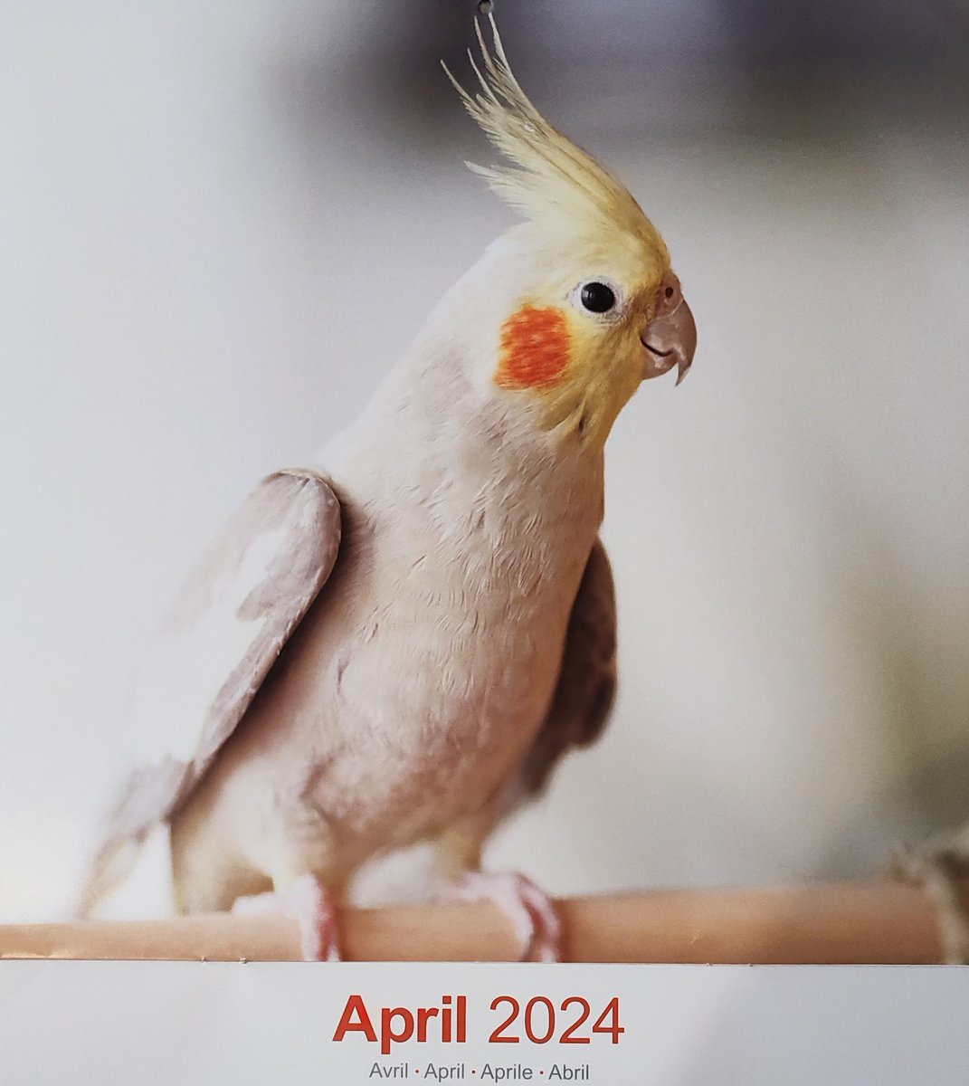 Rounding out the April #ParrotCalendarOfTheMonth is this lovely cockatiel (the smallest of the cockatoos!). He or she looks like he wants to step up on your hand!
@desi_milpacher
@ParrotTrust