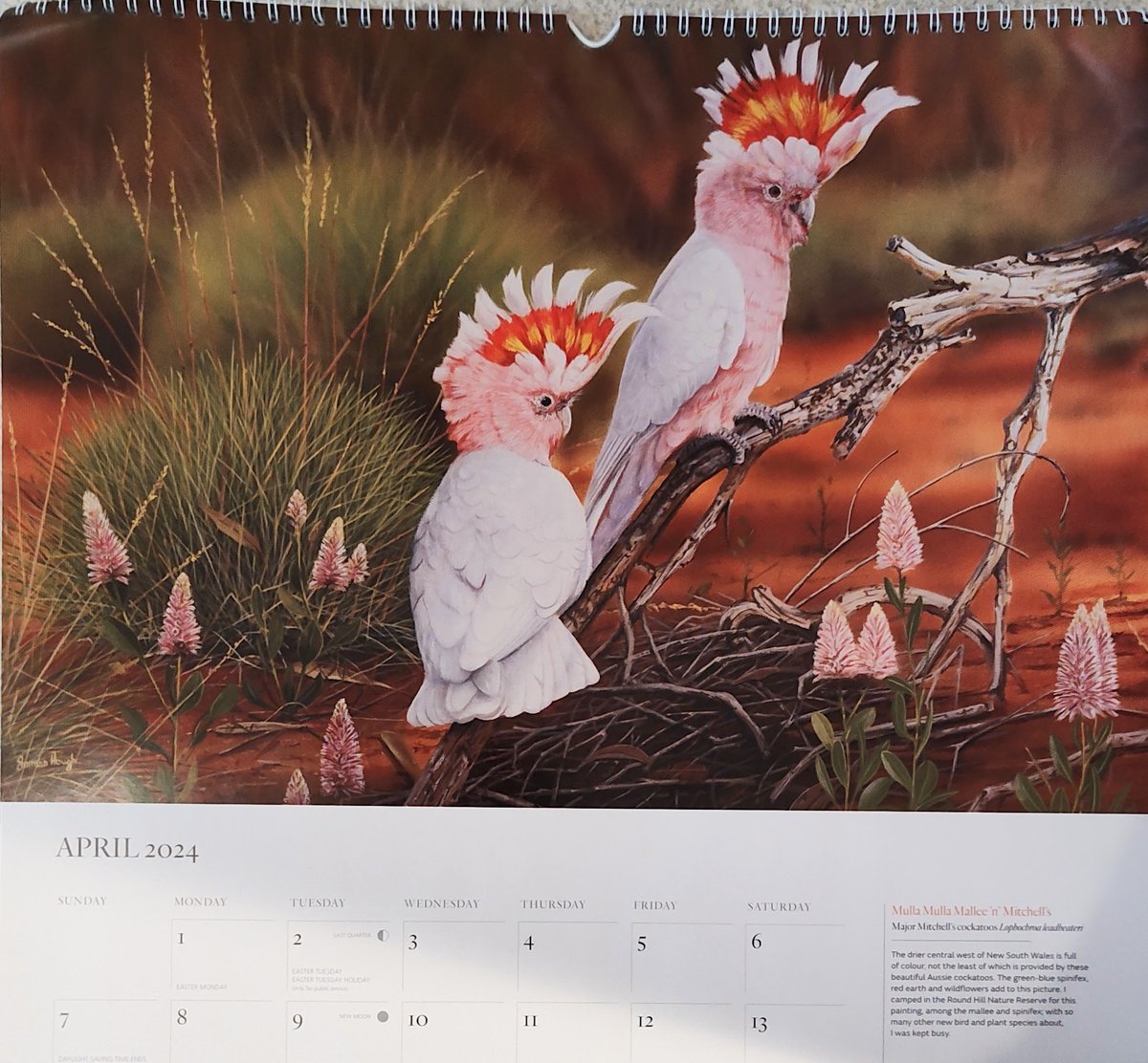 Next up for the April #ParrotCalendarOfTheMonth is these beautiful pink cockatoos native to Australia by artist James Hough. Stunning birds! Every bird this month is a cockatoo!
@desi_milpacher
@ParrotTrust