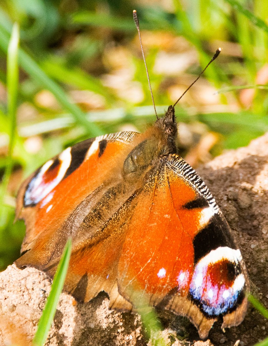 My first Peacock butterfly of the year today at Venus Pool nature reserve, #Shropshire. #Photography #Nature @savebutterflies