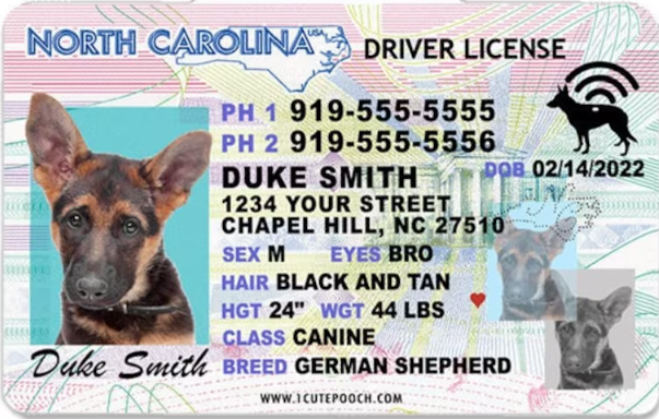 💰Your taxes are going up.  Aka NCDMV fees.  Up over 19%, meaning a NC drivers license issued for five years goes up $5 and eight years will cost $8 more.  There are other 'fees' that are going up too.  Check them out online.