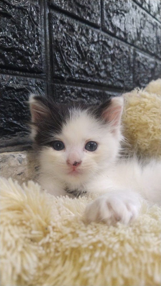 paulipalmieri_'s tweet image. Bienvenida Adolfita 😺♥️. #nueva #integrante #gato