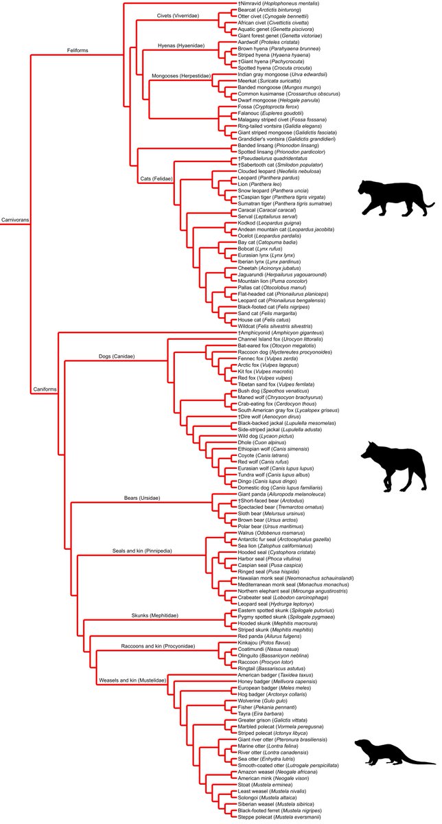 albertonykus's tweet image. Hope everyone has been enjoying #2024MMM! @Mammals_Suck invited me to make an updated phylogeny poster of *every* life form that has ever competed in March Mammal Madness! Over 600 species have been in MMM so far. Can you find your favorite? keep.lib.asu.edu/items/191966