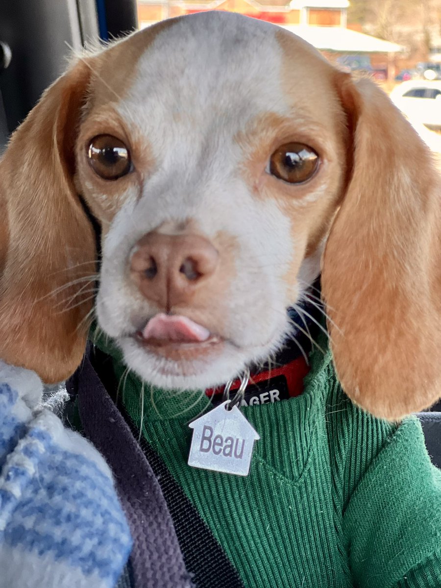 Guess what day it is! That’s right!! #TongueOutTuesday #heckcancer #livingmybestlife #pocketbeagle #lemonbeagle #beagle #dogsoftwitter #dogsofx #TOT #tongueouttuesday