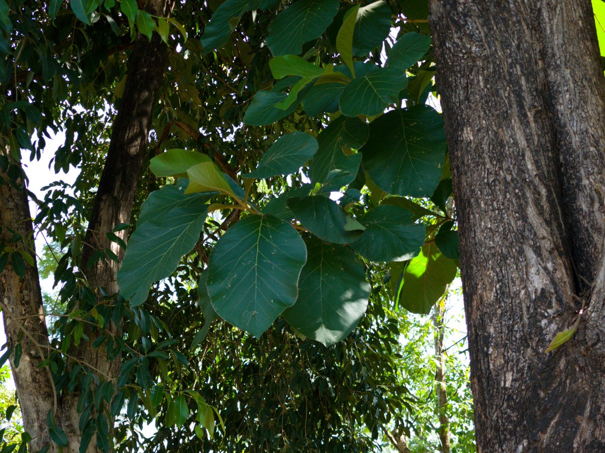 robowillian's tweet photo. Image capture of an exotic tree. RAW
#NatureBeauty #nature #Tree #Raw #200mp #12mp #MotorolaEdge30Ultra
#motofoto #photography
@Fanboy_Moto @MbarkCherguia @Moto https://t.co/M2UBtWRP3w