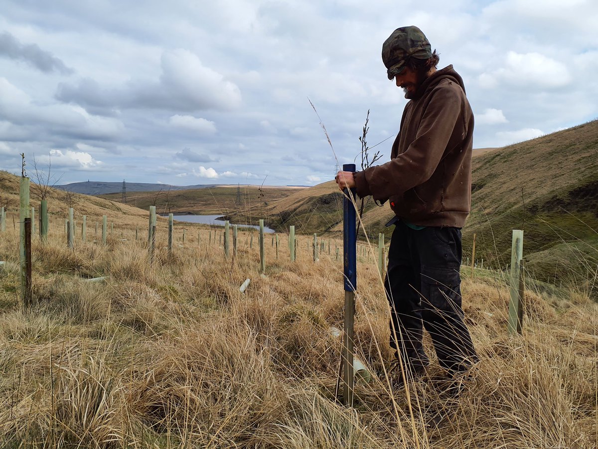 Site maintenance at Gorpley slowly working through 67 hectares with over 100,00 trees planted around the reservoir by contractors, Treesponsibility + volunteers a few years ago as part of a partnership project between @YorkshireWater @WoodlandTrust @nationaltrust @whiteroseforest