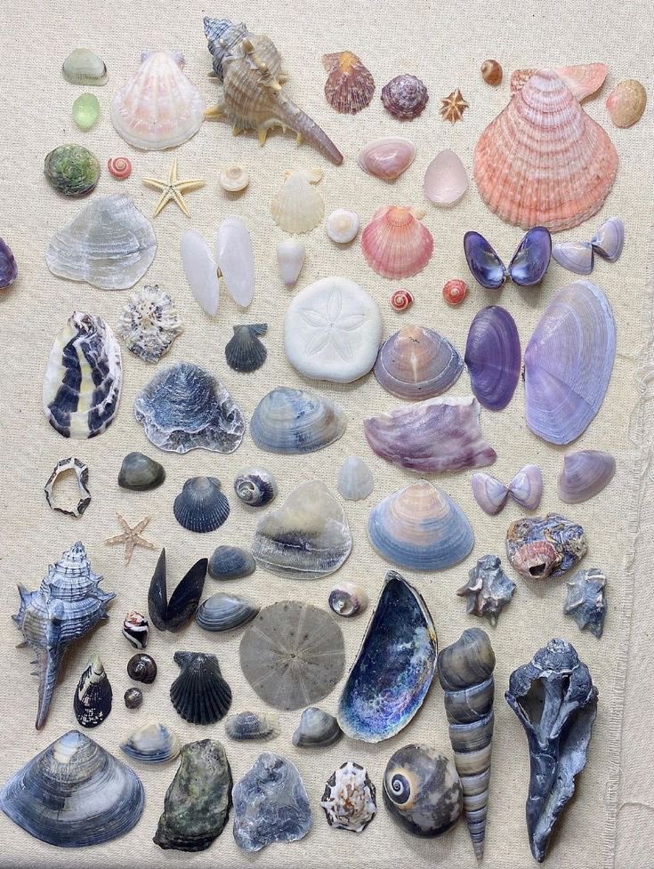 🐚