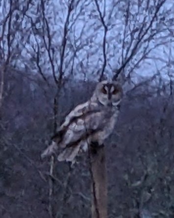 Just as Chris Wood made it 2-0, this short-eared owl came to see what all the fuss was about. #nffc #TwitterNaturePhotography #TwitterNatureCommunity @Hawkandowluk #Owl