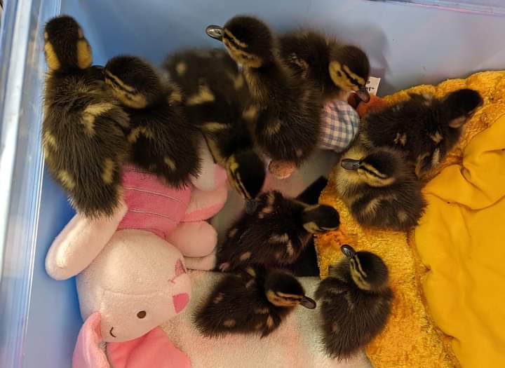 These 10 wee ducklings 🐥 were found lost and alone. No sign of Mum anywhere 😢 Without Mum, they would all perish. So they'll now grow up under our care until they're old enough to be released ❤️