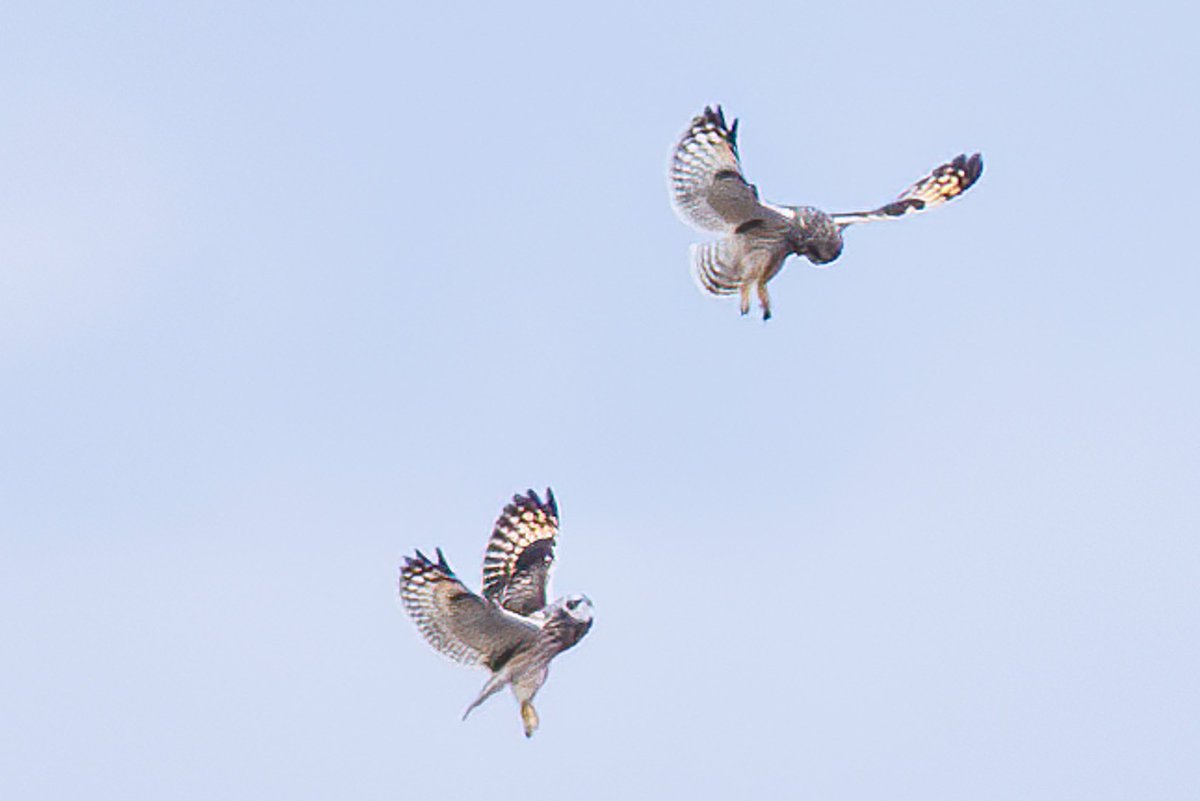 Highly cropped photos of male short-eared owls contesting territory. Three time they flew up to about 30 feet, locked up, then fell, spiraling down until they hit the ground. #shortearedowl #owl #birding #birdsofmontana