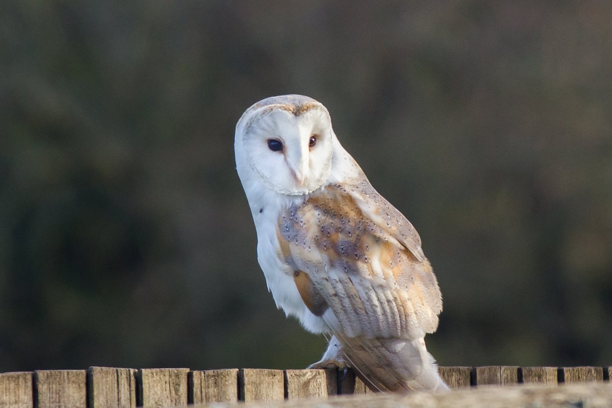 At breakfast time this morning, watching us from the garden fence...