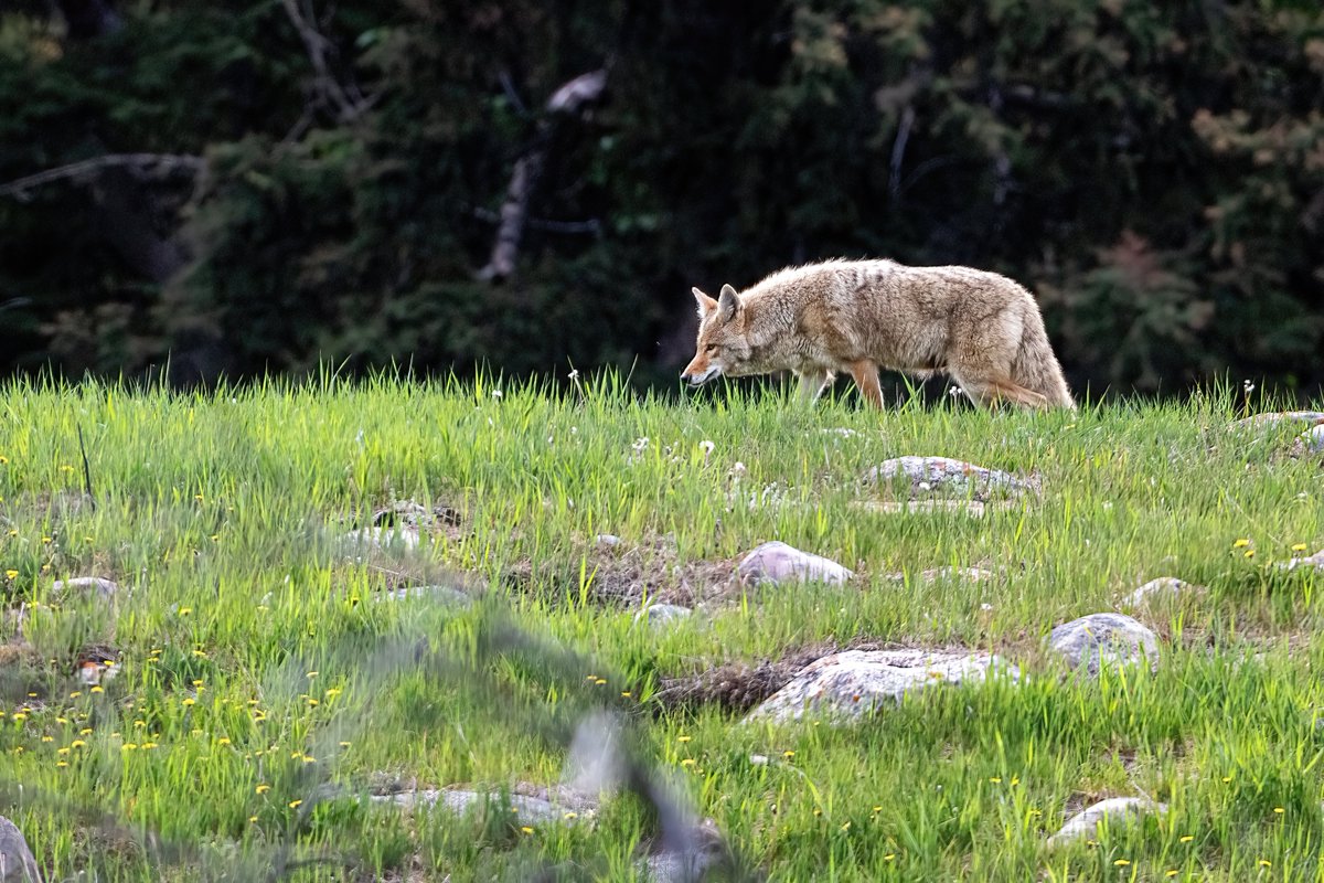 On the prowl.

#coyote #myjasper #explorealberta