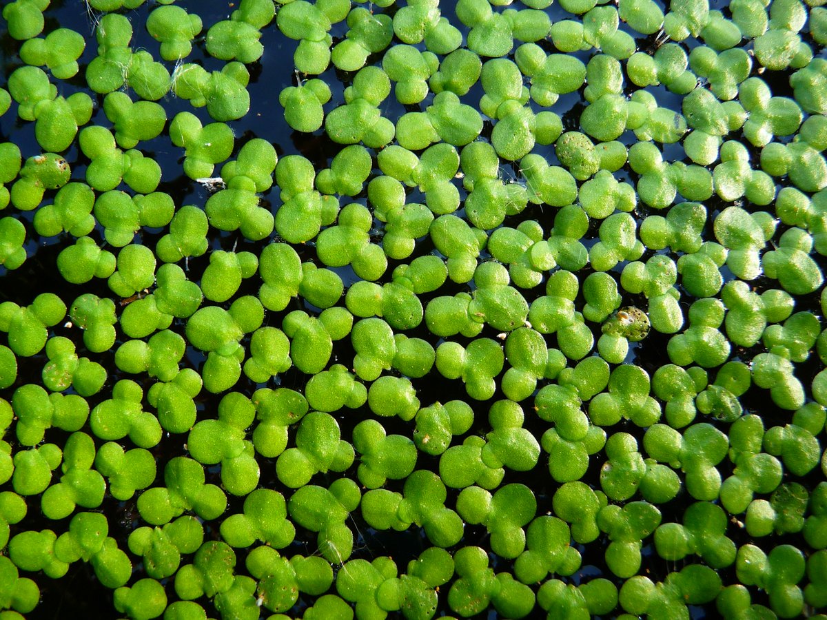 Hopeful #30. Manure into a sustainable protein source?

The protein-packed lemna, a fast-growing aquatic plant, can utilise manure as feedstock, and the lemna can then be used as feed for cows, providing an alternative to soy. Wonderfully circular by FYTO.