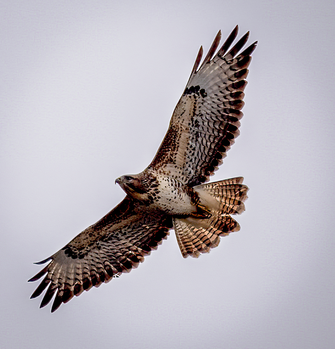 This week for #WildCardiffHour flying high above the garden yesterday were two Buzzards and managed to capture this one in the lens #TwitterNatureCommunity #TwitterNaturePhotography #BirdsSeenIn2024 #BirdersTwitter #birdphotography