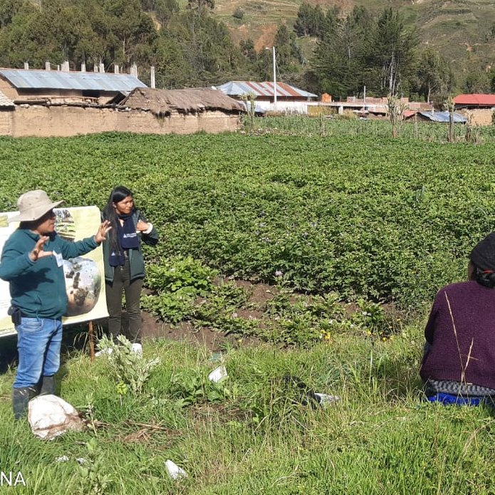 INIAPeru's tweet photo. [#Junín]
La EEA Santa Ana a través del proyecto #PROSEM, desarrolló el día de campo “Manejo de campos semilleros de papa”, donde participaron productores de la comunidad campesina de San Juan de Jarpa, provincia de Chupaca. #INIA #MIDAGRI https://t.co/nMQCiRJHDi
