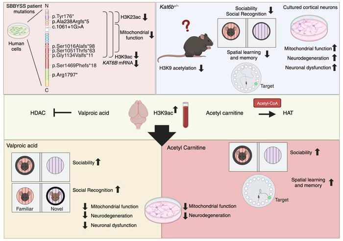 Journal of Clinical Investigation (@jclinicalinvest) on Twitter photo Increasing histone acetylation improves sociability and restores learning and memory in KAT6B-haploinsufficient mice: buff.ly/49iczNW
<a href="/WEHI_research/">WEHI (Walter and Eliza Hall Institute)</a>
#Development #Genetics Increasing histone acetylation improves sociability and restores learning and memory in KAT6B-haploinsufficient mice: buff.ly/49iczNW
<a href="/WEHI_research/">WEHI (Walter and Eliza Hall Institute)</a>
#Development #Genetics