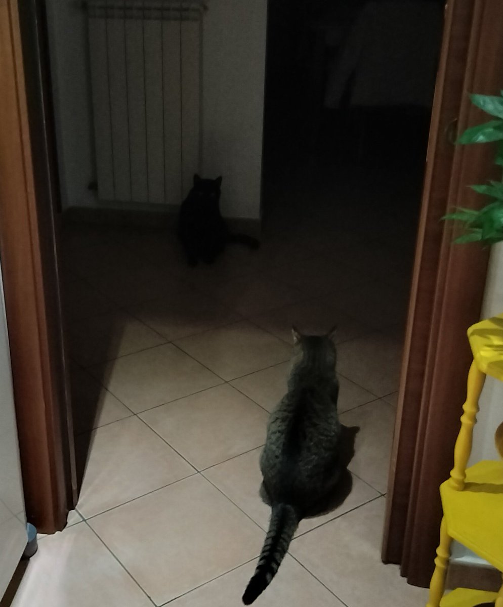 The duality of cat