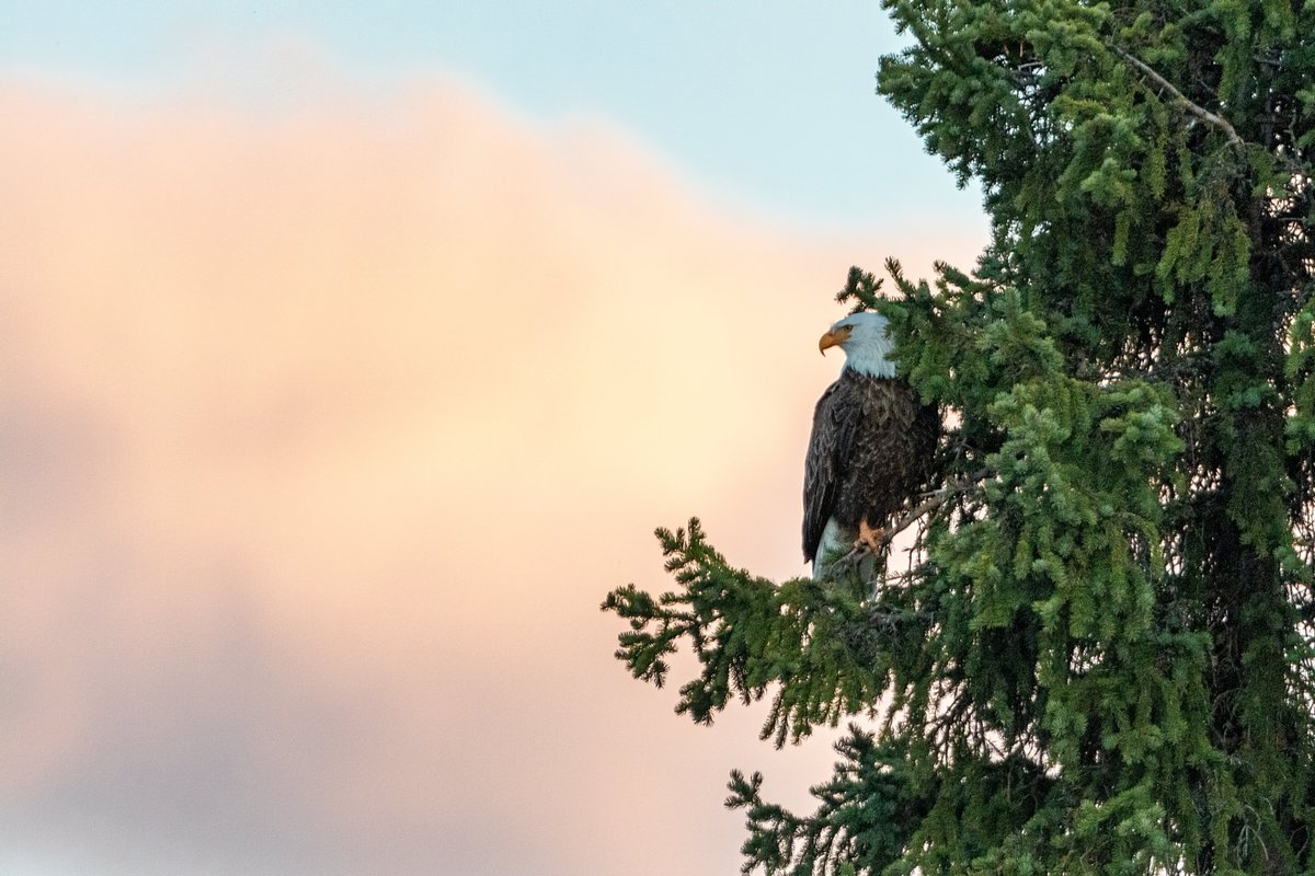 A bald eagle and a cotton candy sky.

#baldeagles #birdphotography #myjasper