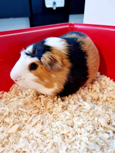 #Rehomehour Oreo, Rolo, Happy & Carrot are just a few of the guinea pigs looking for their forever homes via #Northamptonshire's @AnimalsInNeedUK. See website for more info: animals-in-need.org/animal-type/gu… & follow on fb: facebook.com/AnimalsInNeedM… #Adoptdontshop #Northants #rescue